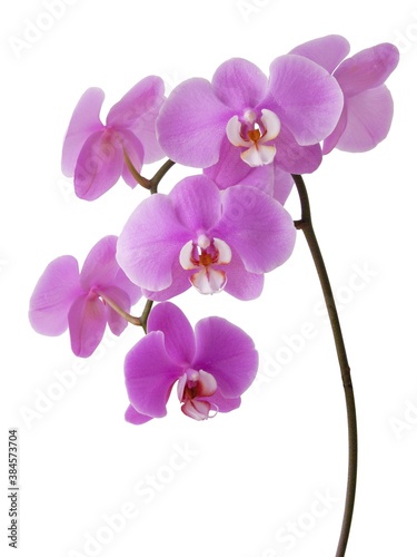 pretty pink and purple flowers of orchid Phalaenopsis