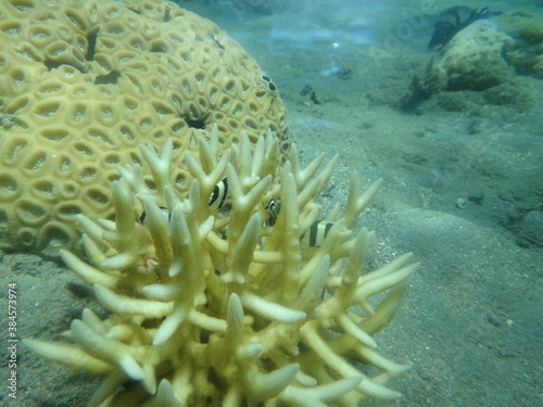 Fototapeta Naklejka Na Ścianę i Meble -  coral reef with fish