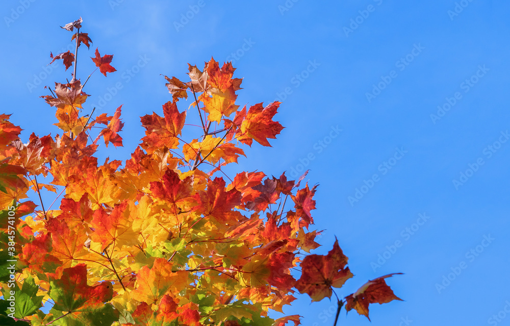 Yellow-red maple leaves against the background of a blue sky. Autumn background.