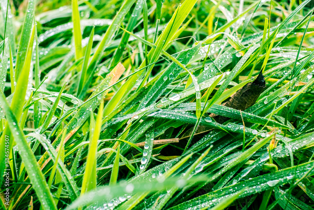 dewdrops on the grass leaves