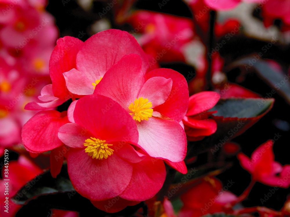pretty pink flowers of begonia potted plant close up pretty pink flowers of begonia potted plant close up