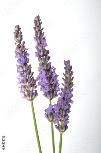 lavender in bloom on white background