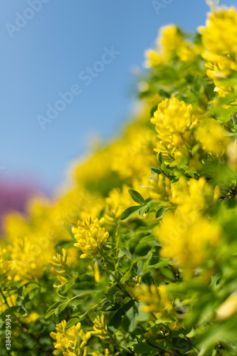 Yellow flowers on blurred clear blue sky. 