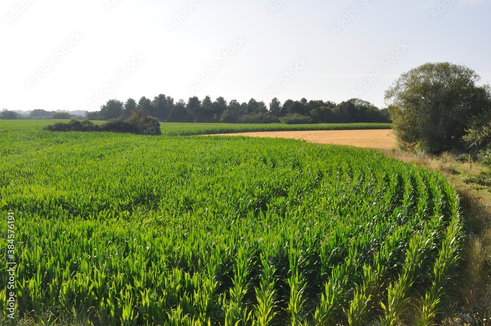 Obraz premium A corn field in Brittany
