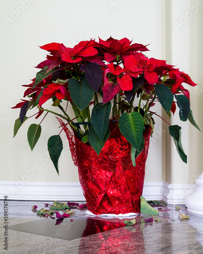 Unhealthy poinsettia losing leaves; how to keep a poinsettia from dying?