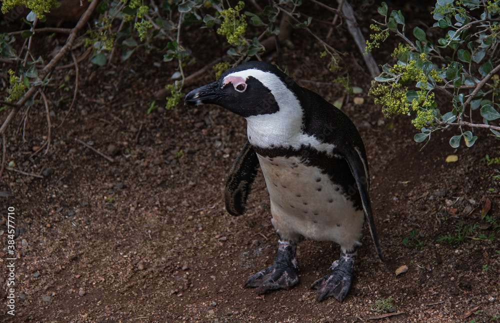 Obraz premium An African penguin from the breeding colony at Boulders beach