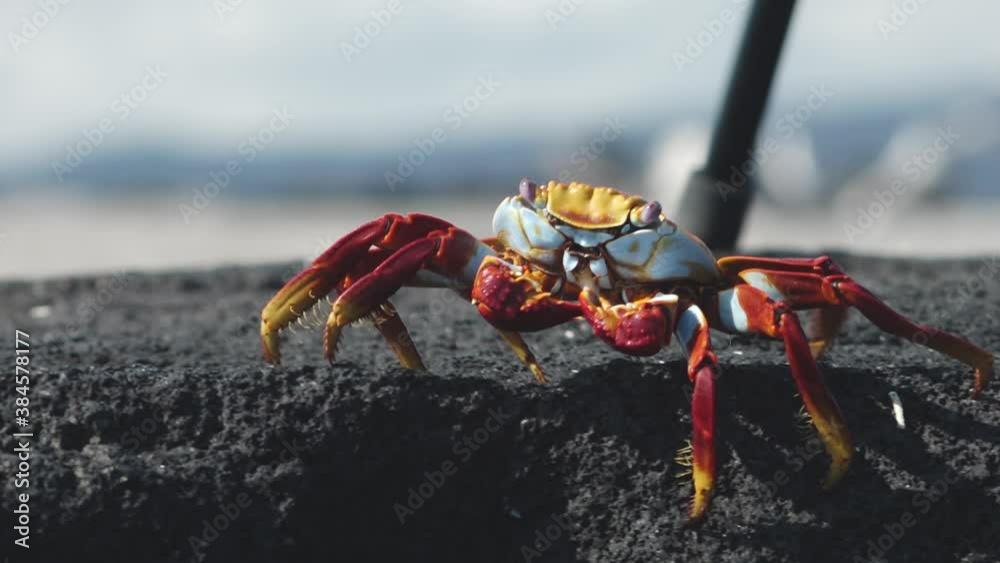 Bright Red Sally Lightfoot Crab Close Up Portrait on Fernandina Island, Galapagos Bright Red Sally Lightfoot Crab Close Up Portrait on Fernandina Island, Galapagos