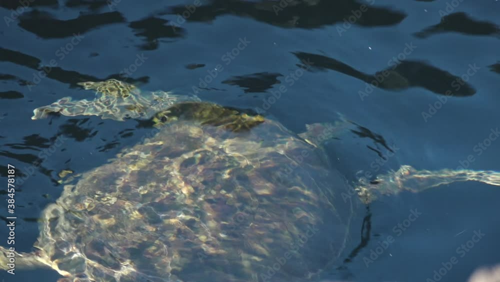 Green Sea Turtle Swimming Underwater Taking a Breath in Clear Tide Pool of Puerto Egas, Santiago Island, Galapagos Green Sea Turtle Swimming Underwater Taking a Breath in Clear Tide Pool of Puerto Egas, Santiago Island, Galapagos