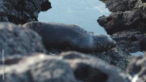 Wet Baby Sea Lion Sleeping on Rocks Near Tide Pool at Puerto Egas, Santiago Island, Galapagos photo