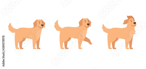 Golden retriever set. The dog stands  gives a paw  the wool develops in the wind. Vector illustration in cartoon style. Isolated on white.