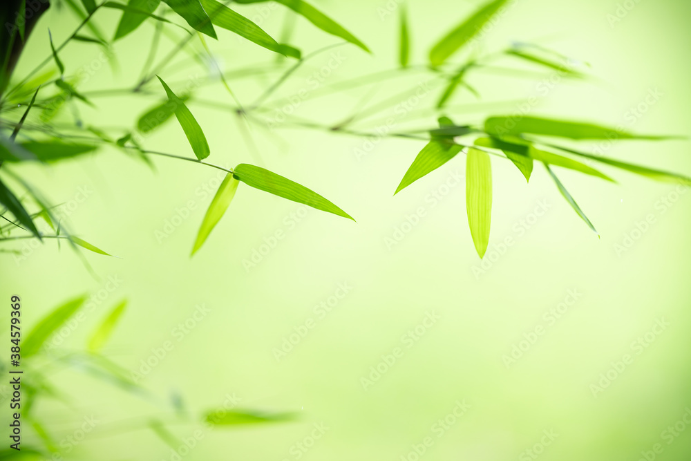 Obraz premium Nature of green leaf in garden at summer. Natural green leaves plants using as spring background cover page greenery environment ecology wallpaper