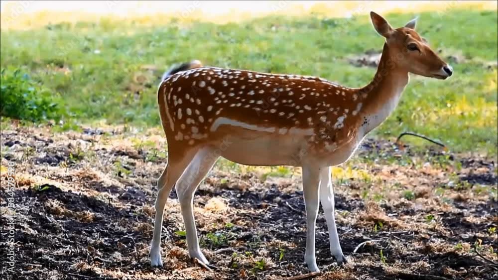 fallow deer in a wildlife park
fallow deer in a wildlife park