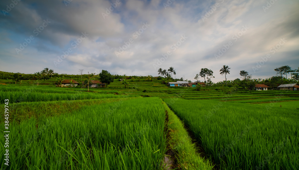 Obraz premium rice field