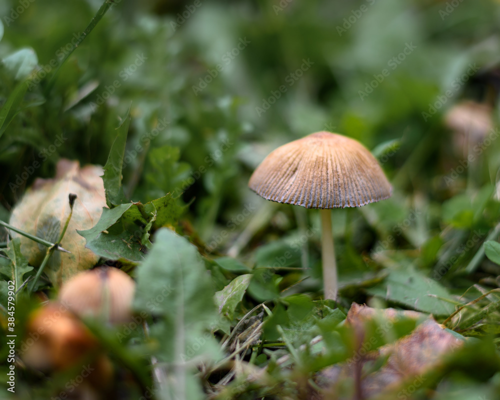 Mushroom in the forest in the grass close up in the natural environment Mushroom in the forest in the grass close up in the natural environment