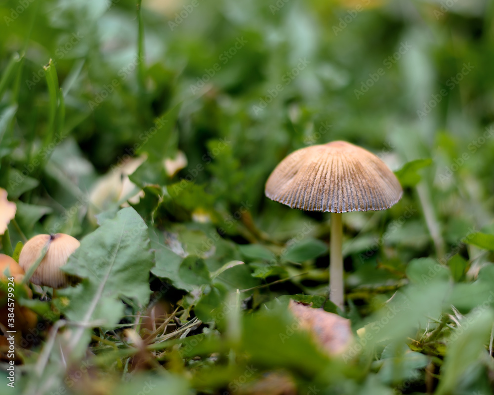 Mushroom in the forest in the grass close up in the natural environment Mushroom in the forest in the grass close up in the natural environment