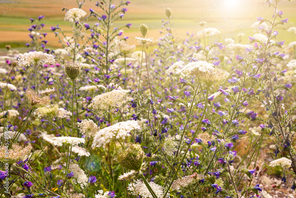 Wild flowers field in sunlight in summer