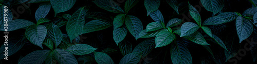 closeup green leaf background. Flat lay, fresh wallpaper banner concept