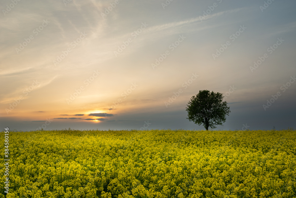 Yellow field of rape and lonely tree