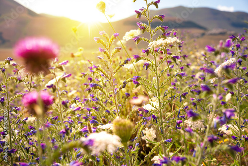 Fototapeta Naklejka Na Ścianę i Meble -  Wild flowers field in sunlight in summer