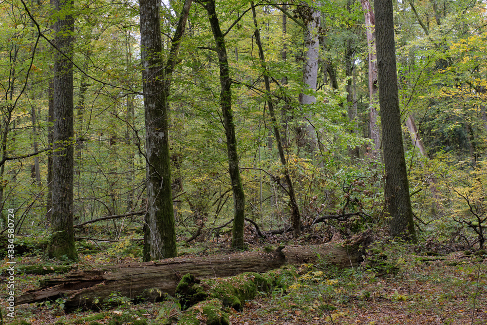 Obraz premium Deciduous stand with hornbeams and oaks