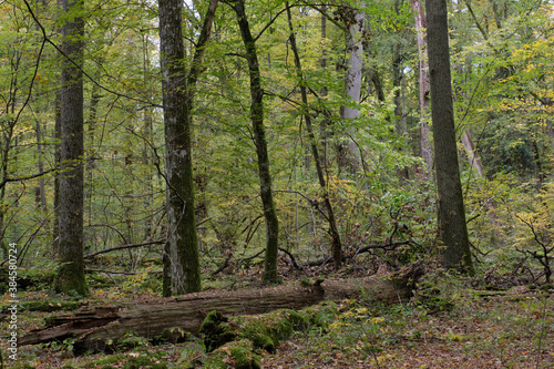 Deciduous stand with hornbeams and oaks