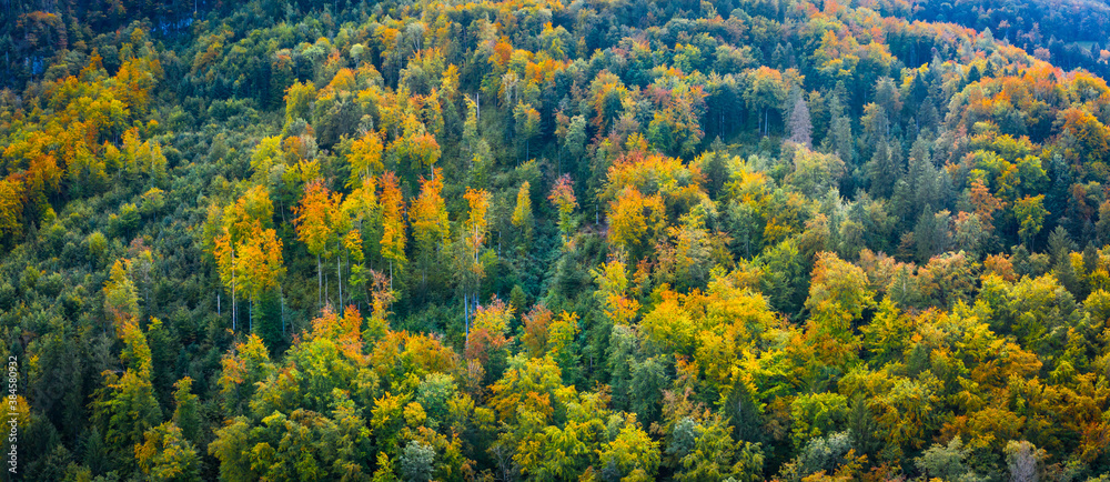 Autumn forest.Natural background. Panorama.