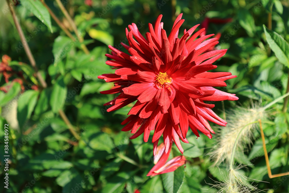 A single Cactus Dahlia surrounded by green leaves A single Cactus Dahlia surrounded by green leaves