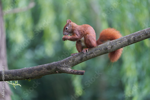 Eurasian Red Squirrel on a Tree with Nuts