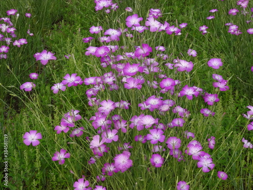 紫が美しいムギナデシコの花畑(埼玉県鴻巣市)　062-1