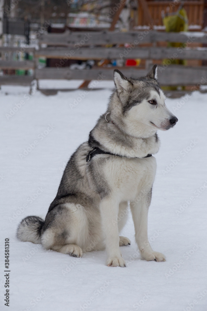 Cute siberian husky puppy is sitting on white snow in the winter park. Pet animals. Cute siberian husky puppy is sitting on white snow in the winter park. Pet animals.