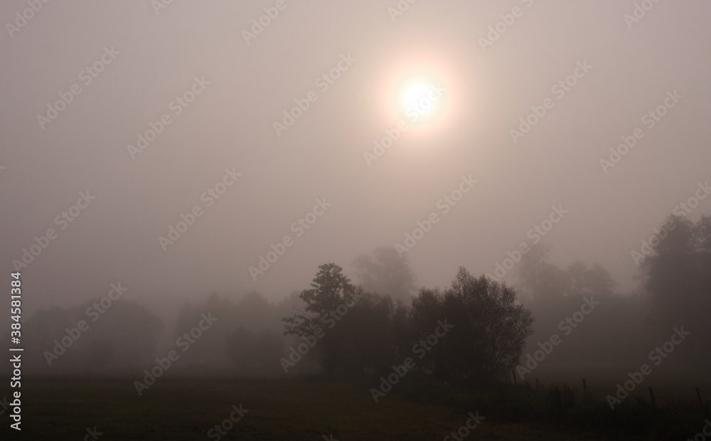 Deciduous trees in morning mist