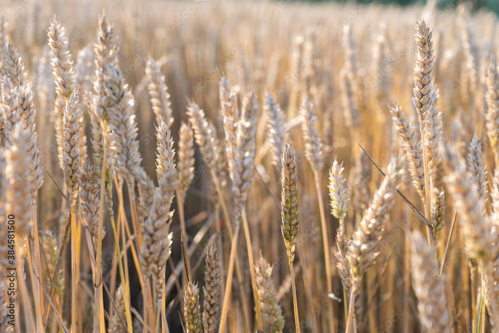 Fototapeta premium Weath cereal field in Serbia in the summer