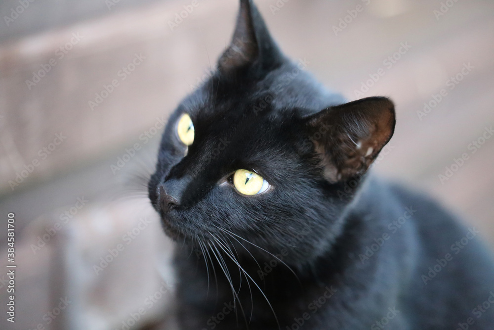 Photo macro portrait of a cat
