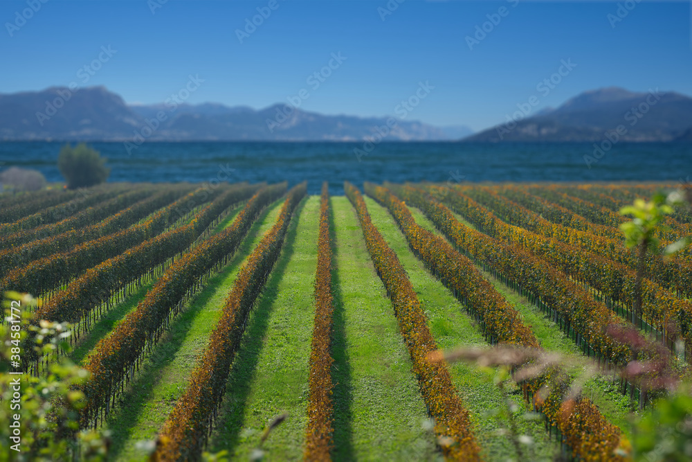 Vineyard plantation in autumn on the background of Lake Garda Italy. Vineyards in the background of the alpine mountains