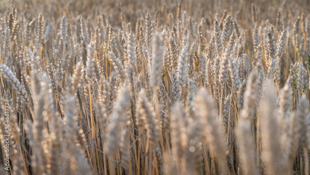 Weath cereal field in Serbia in the summer Weath cereal field in Serbia in the summer