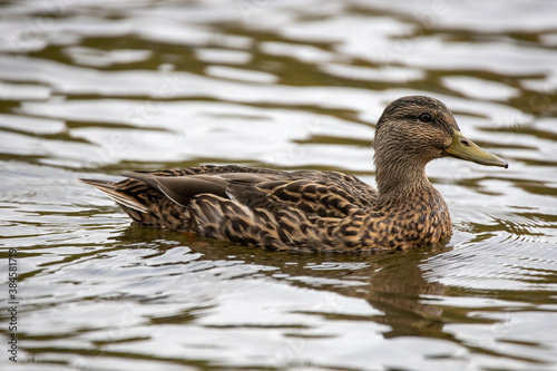 Female duck on the lake