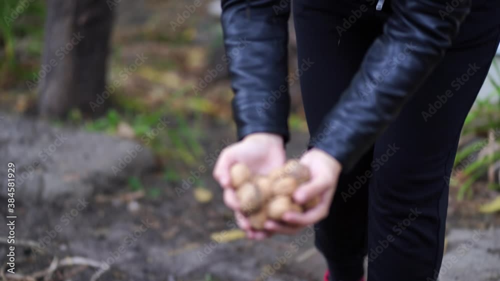 Close up of female carries collected nuts in shell. Unrecognizable woman goes with walnuts in her hands and puts in crate. Concept of garden harvest. Close up of female carries collected nuts in shell. Unrecognizable woman goes with walnuts in her hands and puts in crate. Concept of garden harvest.