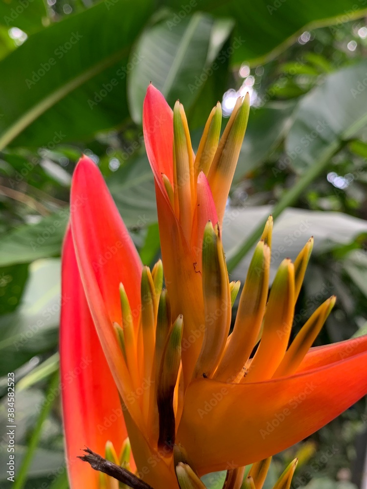 red and yellow flower red and yellow flower
