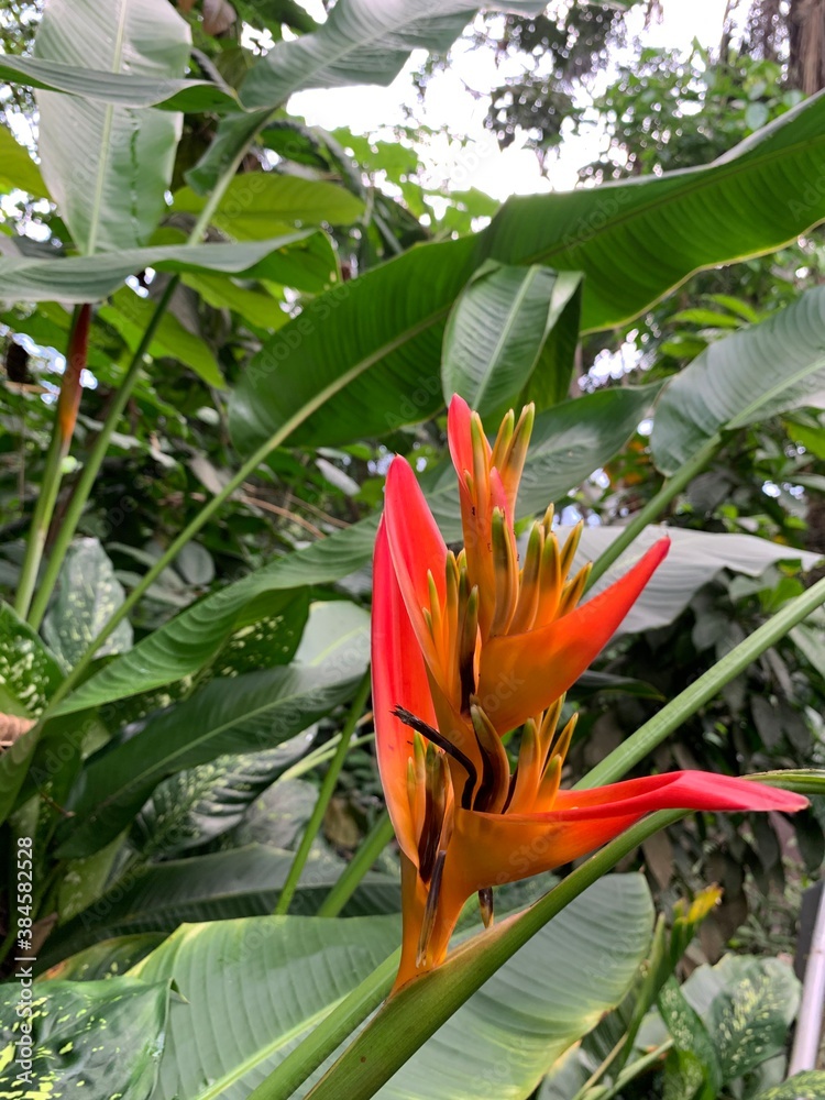 Obraz premium flower