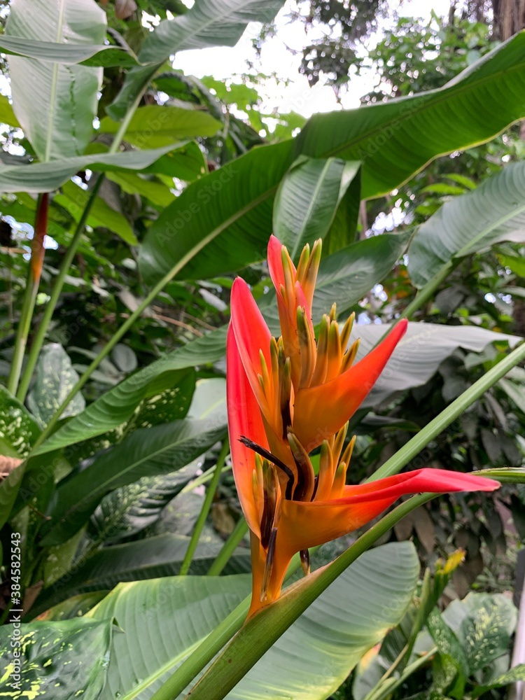 Obraz premium flower