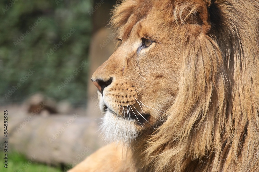 Naklejka premium wild Lion roaring with proud standing 