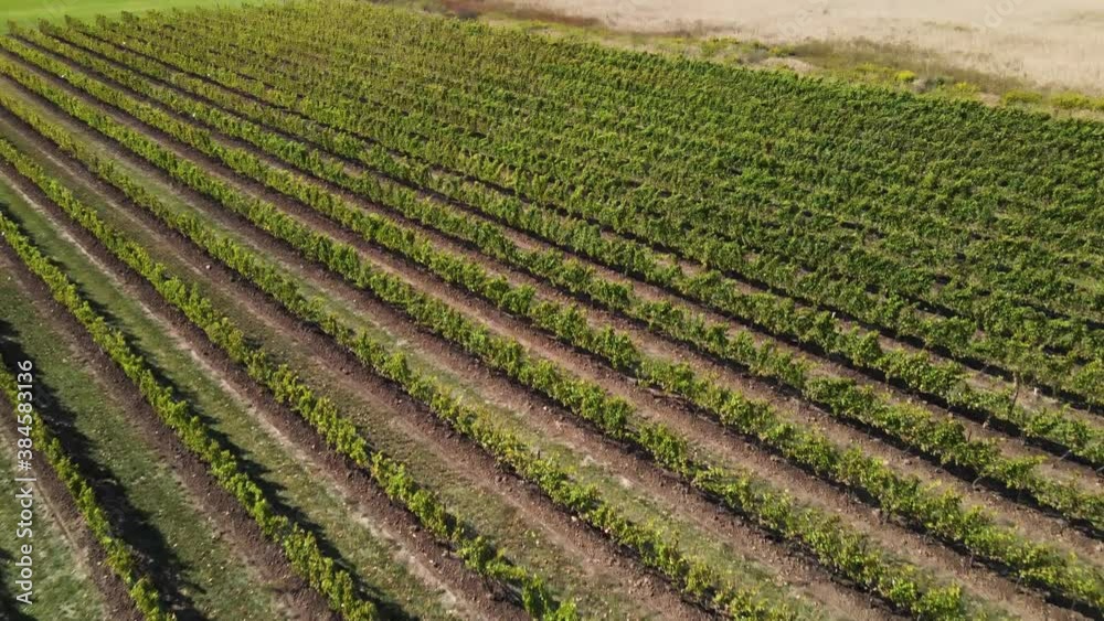 Close up aerial of the patterns in the vineyard Close up aerial of the patterns in the vineyard