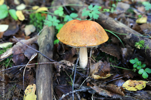 Details of mushroom © Arkady Chubykin