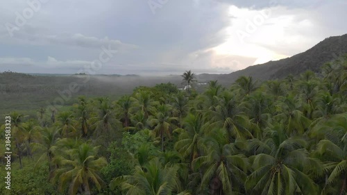 Beautiful aerial drone shot  above the top of palm tree forest during sunrise in siargao island tropical place in the philippines. Green exotic landscape photo