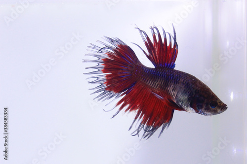 red crowntail betta fish. The red betta fish on the body with other color combinations on the tail, with a tail that resembles a crown looks very fierce on a separate white background