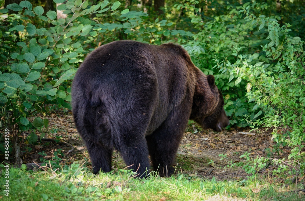 The brown bear (Ursus arctos) is a large bear species found across Eurasia and North America. In North America, the populations of brown bears are called grizzly bears. The brown bear (Ursus arctos) is a large bear species found across Eurasia and North America. In North America, the populations of brown bears are called grizzly bears.