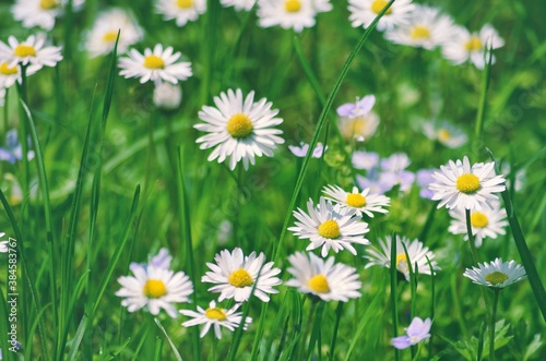 Daisies at the meadow 