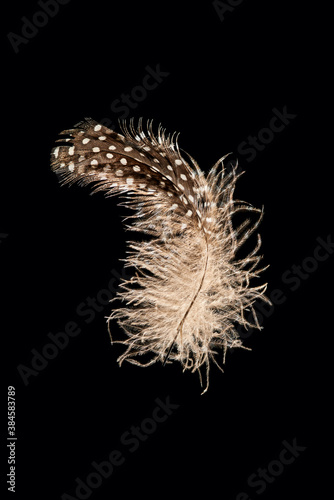 Brown bird s feather with white flecks isolated on a black background