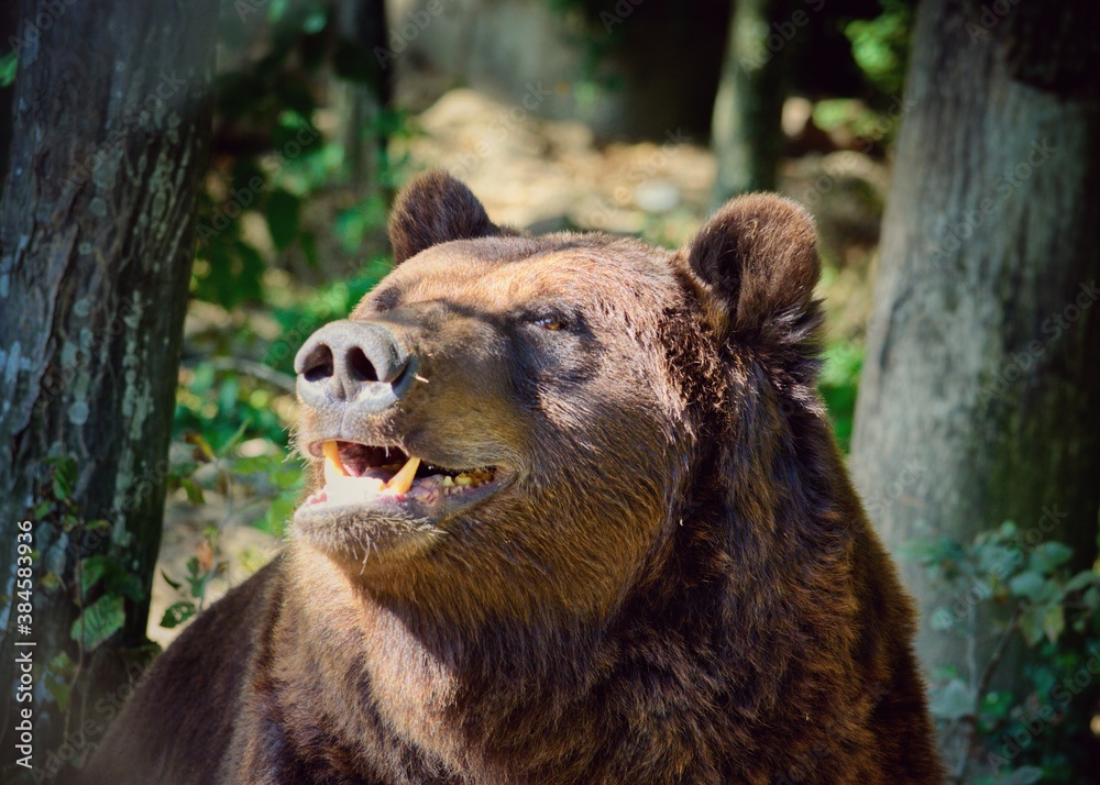 Obraz premium The brown bear (Ursus arctos) is a large bear species found across Eurasia and North America. In North America, the populations of brown bears are called grizzly bears.
