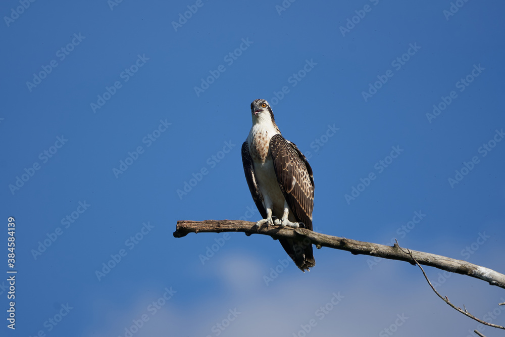 Osprey nest Osprey family of immature and adult individuals Osprey nest Osprey family of immature and adult individuals